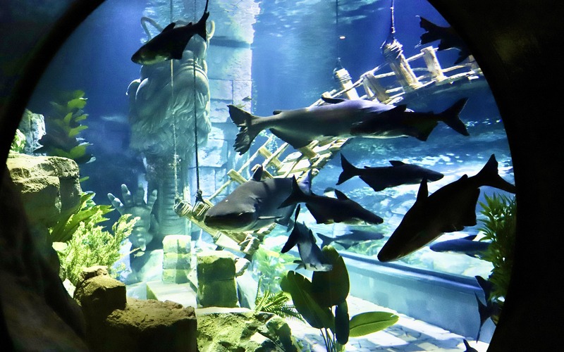 The aquarium is located on the B1 level of Lotte Mall West Lake Hanoi and holds over 3,400 tons of water.